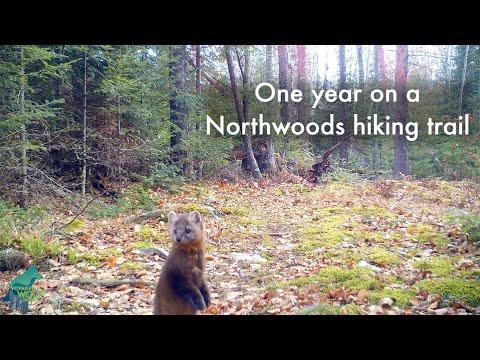 One year on a Northwoods hiking trail #video