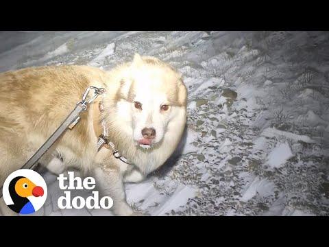 Woman And Dog Go For Walks In The North Pole #Video