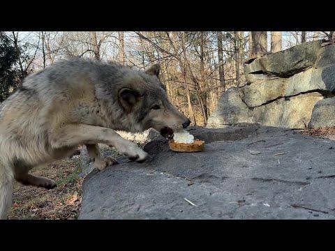 ASMR: Gray Wolf Eats Pumpkin Pie #Video