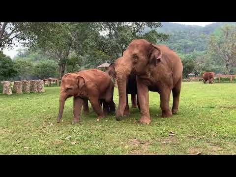 Adventures with Chaba and Pyi Mai Family: Young Elephants Exploring - ElephantNews #Video