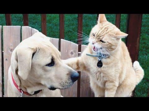 You Won't Believe What These Cats and Dogs Are Doing! #Video