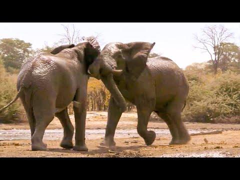Top 5 Most Tense Elephant Moments | BBC Earth
