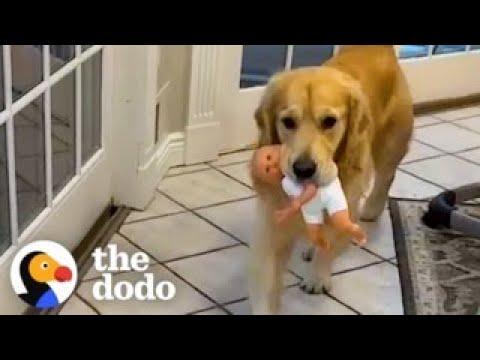 6 Things Every Golden Retriever Parent Knows #Video