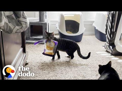 Cat Needs A Family Who Will Understand His Obsession With...Cheese #Video