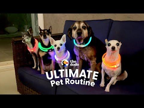 Woman Hosts Raves For Senior Dogs Every Single Night #Video