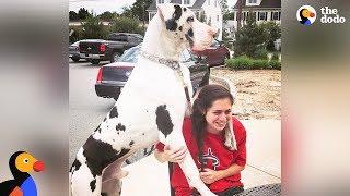 Great Dane Dog Pouts Until Mom Gives Him A Morning Hug - KERNEL | The Dodo