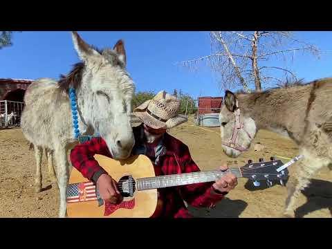 Hazel the donkey loves America classic songs #Video