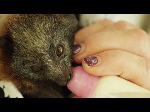 Baby Flying Foxes Rescued in the City | Cities: Nature's New Wild | | BBC Earth