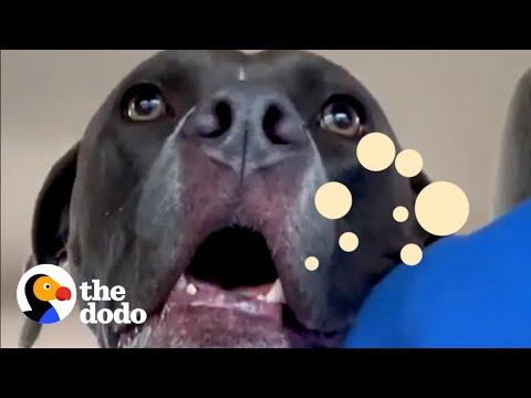 Vocal Pittie Makes A Different Sound For Every Place He Goes #Video