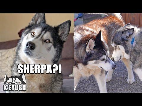 Husky Shocked to see Best Friend After 3 Months Apart Video!