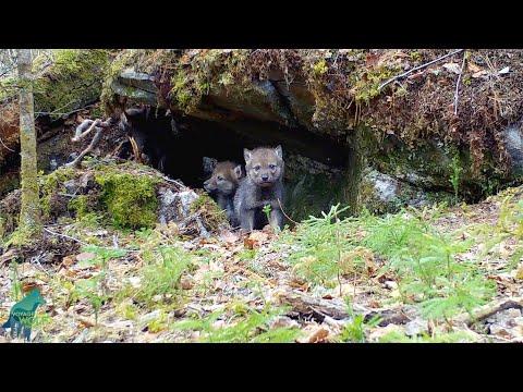 Mama wolf calls pups out of the den #Video