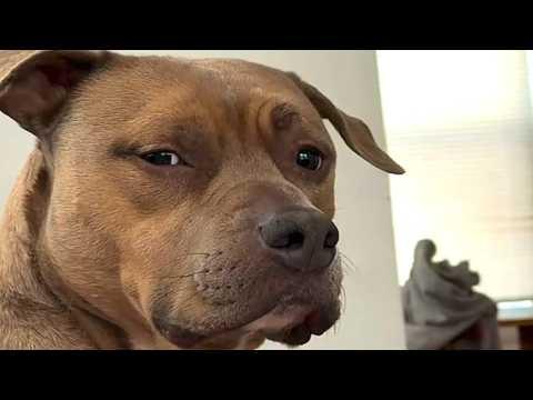 Nervous man brings home this dog. Here's what happened. #Video
