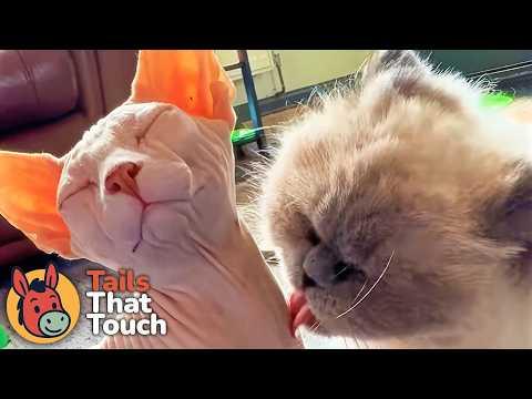 A Vet Rescued a Sphynx From a Breeder — And He Never Left Her Arms #Video