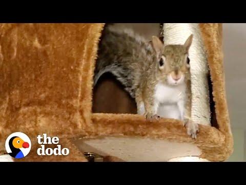 Family Realizes Their Rescue Squirrel Is Having Babies #Video