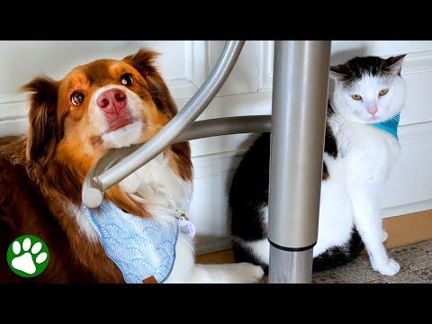 Cat learns to love persistent dog #Video