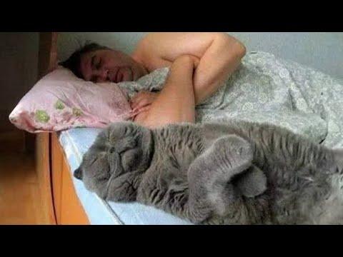 Some Cats Are Born To Be Your Best Twins! Funny Cat and Human #Video