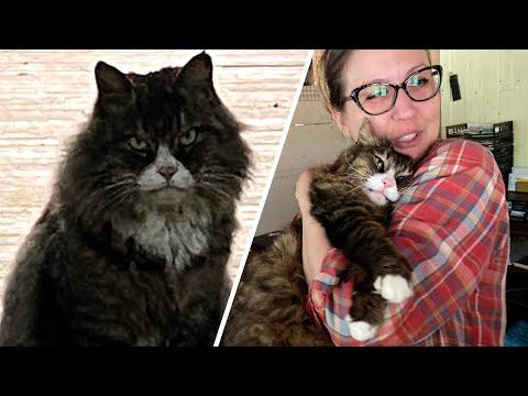 'Scary looking' street cat turned out to be lovebug #Video