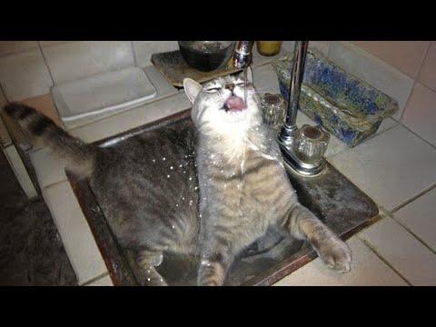 When you have a cat who is obsessed with water - Funny ANIMALS videos #Video