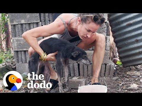 Dog Tied To Fence Her Whole Life LOVES To Run On The Beach #Video