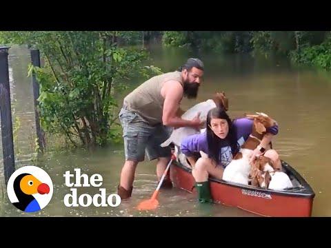 Family Risks Their Lives To Rescue Baby Goats In Flood #Video #Video #Video