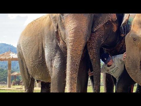 Chana's Herd Special Surprise With A Favorite Person - ElephantNews #Video