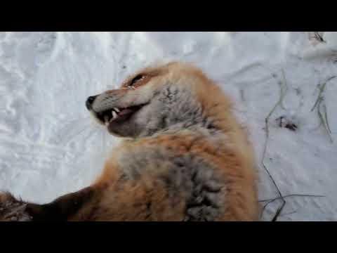 How does Finnegan Fox react to a sneeze? #Video