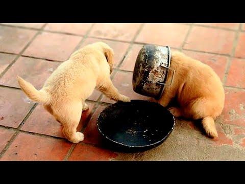 Cute BABY ANIMALS Video will CURE all your problems!