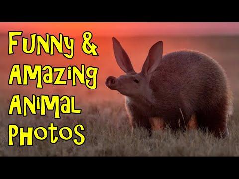 Funny And Amazing Wildlife Photos To Warm Your Heart #Video