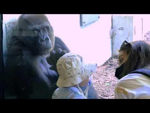 Female gorilla likes to interact with children #Video