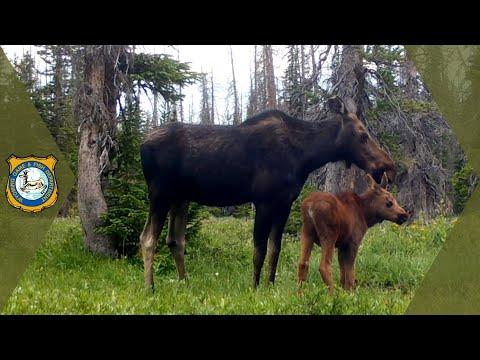 Wyoming Wildlife - Trail Cam Footage Compilation #Video