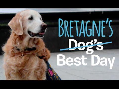 Last 9/11 Search and Rescue Dog Bretagne Comes Back to NYC #Video