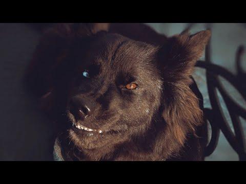 Hybrid dog looks like a wolf you wanna hug #Video