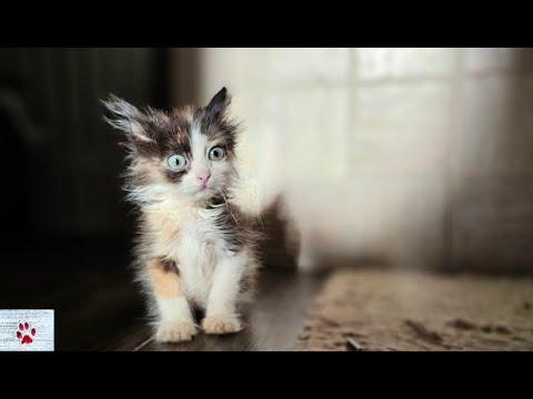 Tiny but Mighty: The Kitten Who Wouldn't Give Up #Video