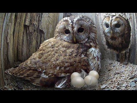 Tawny Owls' Long Battle for Chicks of Their Own | Luna & Bomber | Robert E Fuller #Video