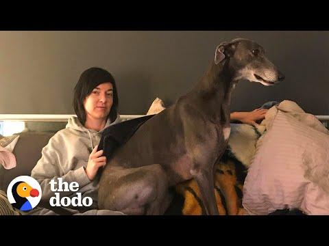 Retired Racing Greyhound Becomes The Biggest Goofball #Video