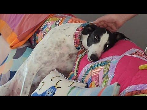 This dog was terrified of my touch. I adopted her. #Video