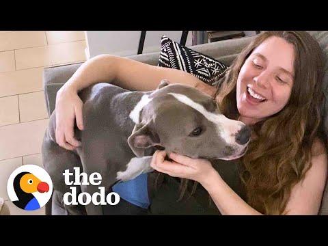 Pittie Is Obsessed With Her Mom’s Pregnant Belly #Video