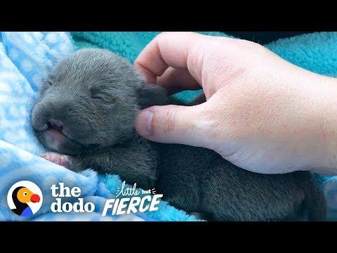 Dwarf Pittie Puppy with No Nose Grows Up To Be An Adorable Terror | The Dodo Little But Fierce