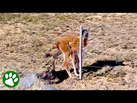 Baby Guanaco Saved by Kind Man #Video