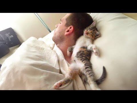 It's the cutest thing ever when cats curl up on their humans #Video