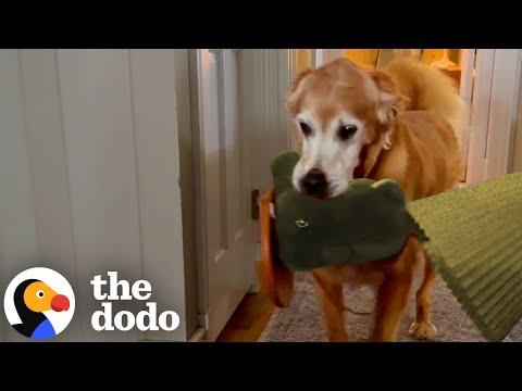Golden Retriever Steals The Most Random Items And Brings Them To His Bed #Video