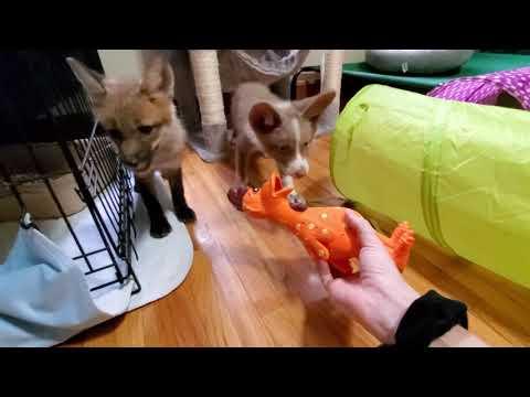 Fox pups Grogu and Kina wants you make friends with the cats #Video