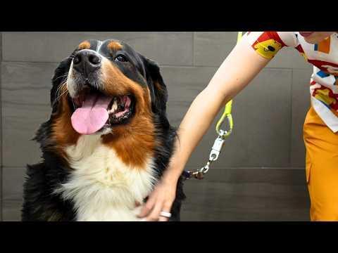 He'd Never Been Groomed Before...But Watch What Happens #Video