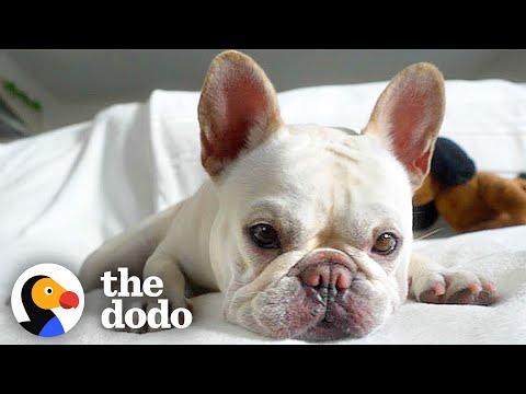 My French Bulldog Is A Thief and Keeps Stealing Our Loofahs #Video