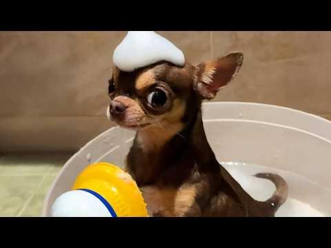 You Can’t Stop Laughing At These CHIHUAHUAS #Video