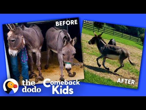 Donkey With Overgrown Hooves Runs Free For The First Time