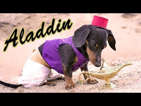 Ep 11. CRUSOE & THE MAGIC LAMP - If Your Dog Had 3 Wishes, What Would They Be?!