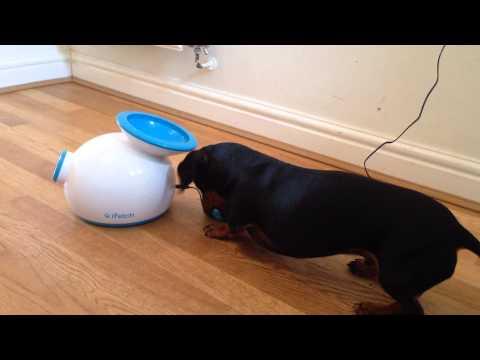 Miniature Dachshund Playing Fetch With Automatic Ball Launcher