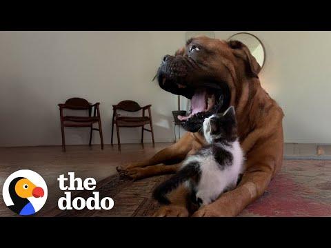 Tiny Kitten Picks 135-Pound Dog To Be Her Mom #Video