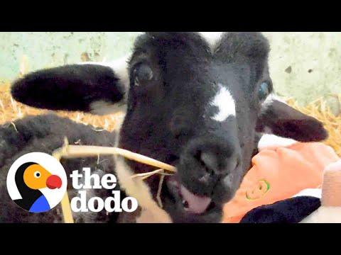 Lamb Who Couldn't Walk Runs Straight To The Kitchen For Food #Video